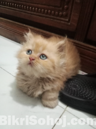 Traditional persian female kitten